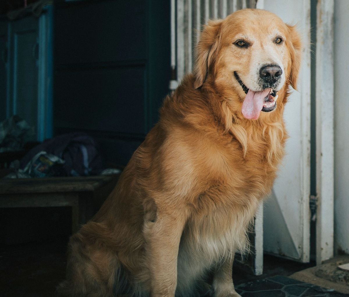 Boston Ferns and Pets Safety Guide