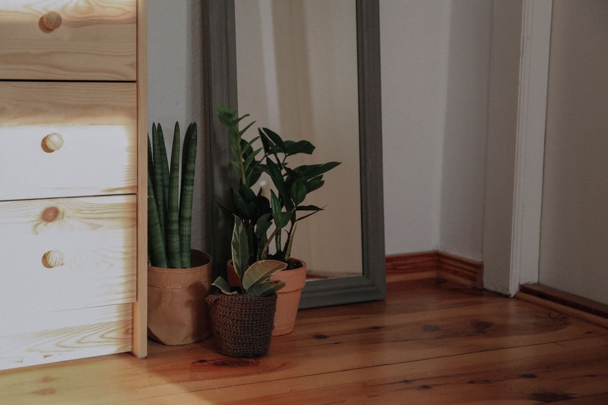 Do Plants Need Darkness to Grow and Stay Healthy