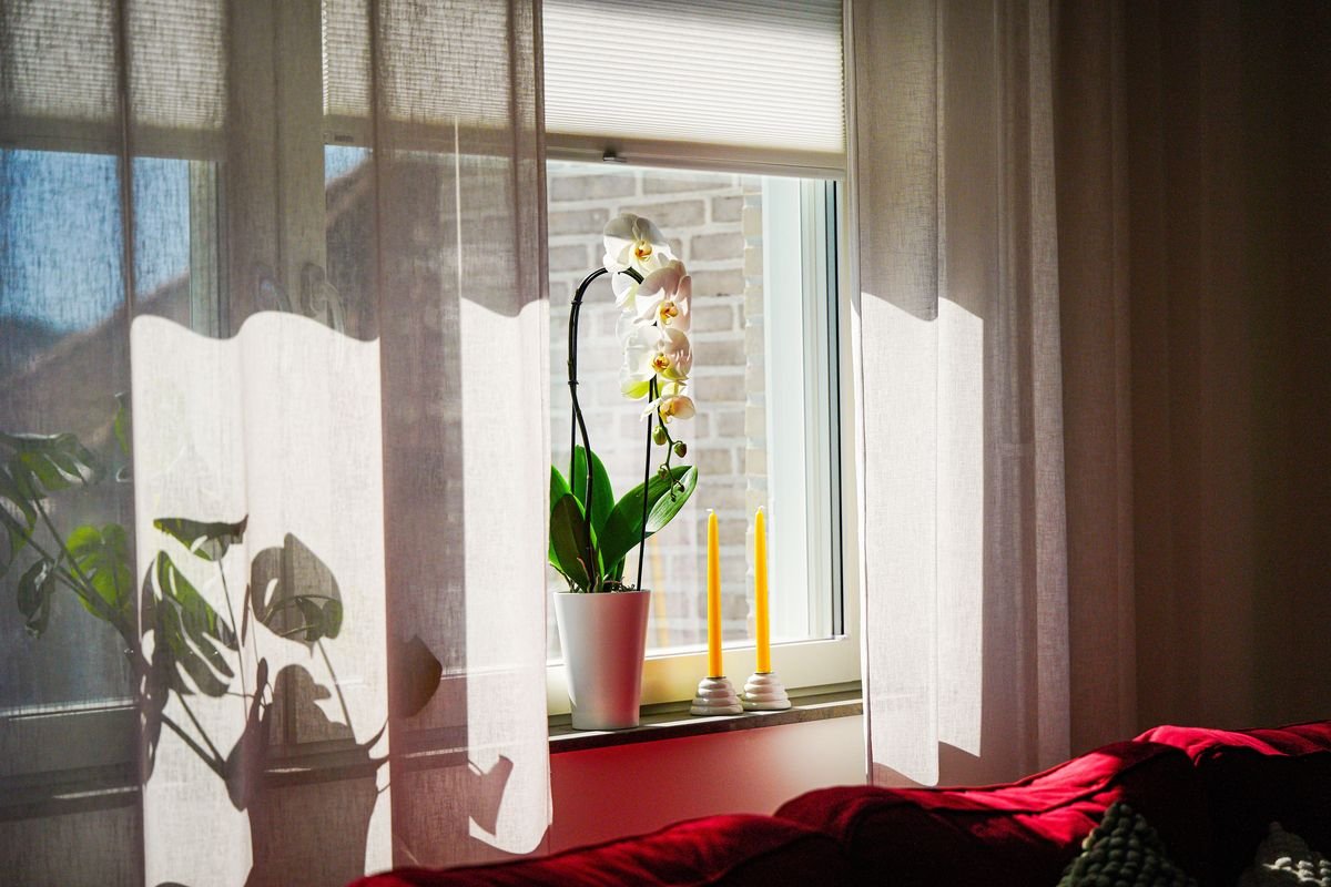 How Long Orchid Flowers Last and Ways to Make Them Bloom Longer