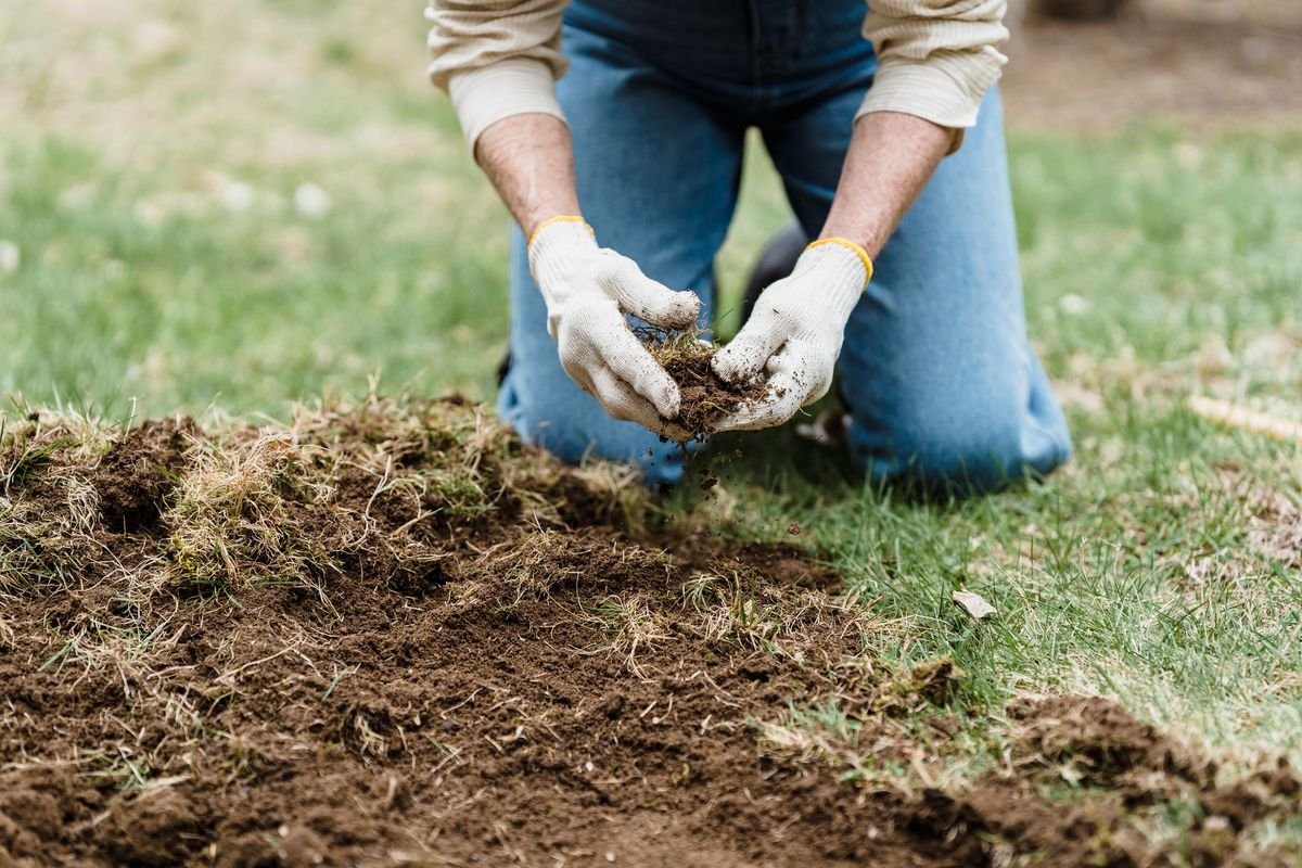 Why Plants Need Nitrogen and How to Spot a Deficiency