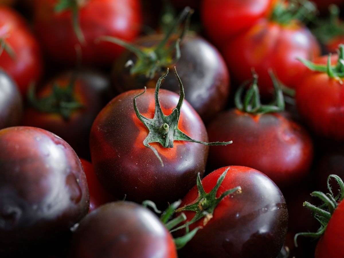 Why Black Tomatoes Are the Best Choice for Your Garden