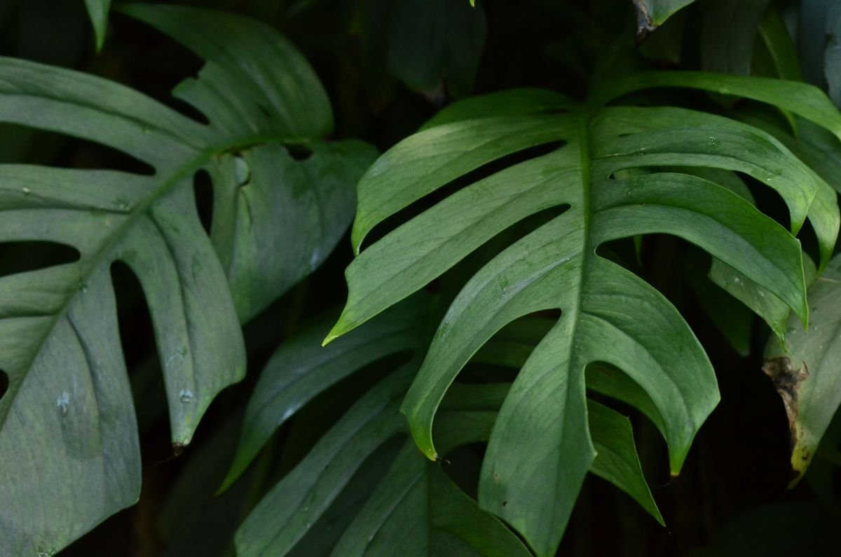 Philodendron vs Monstera Differences and Care Guide