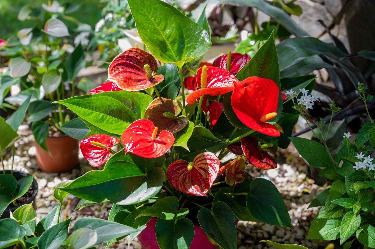 Anthurium vs Alocasia: How to Tell These Popular Houseplants Apart