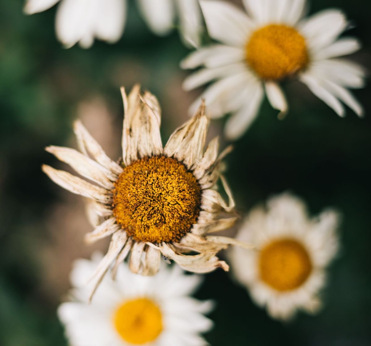 Why Are Your Daisies Dying and How to Save Them