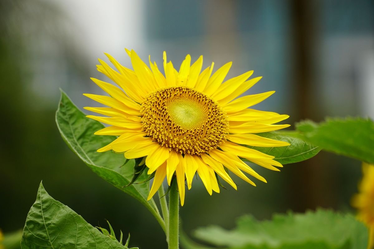 High Protein Crops You Can Grow in Your Home Garden