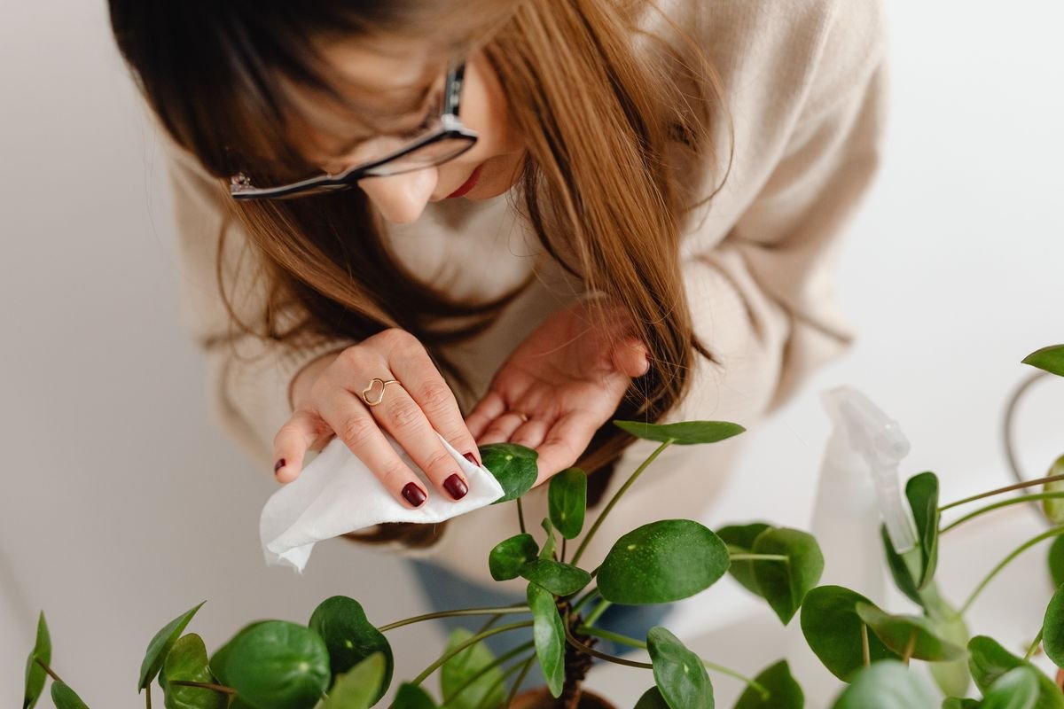 Can Plants Survive Without Carbon Dioxide