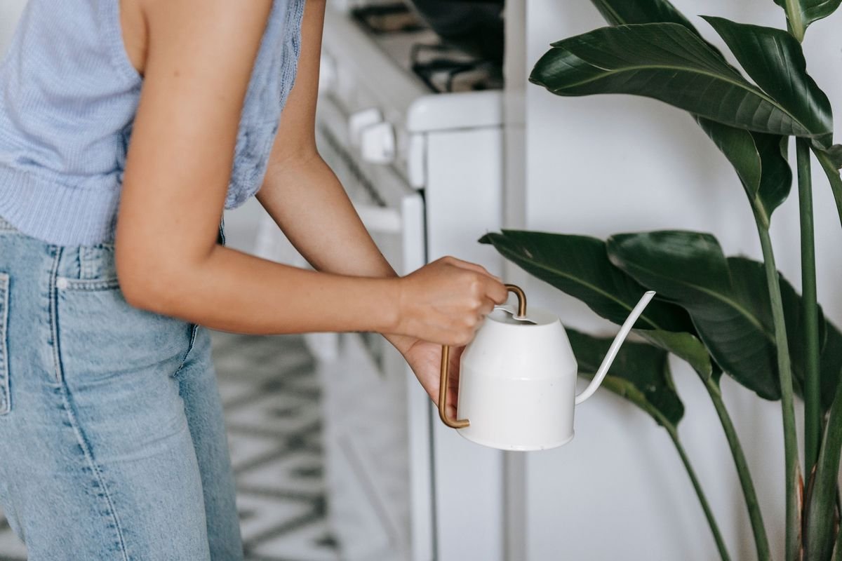 Complete Dieffenbachia Care Guide for Beginners