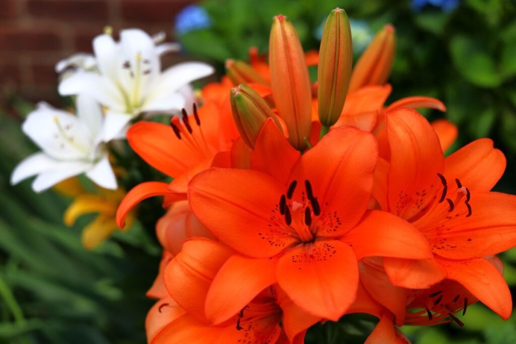 Do Lilies Need Full Sun for the Best Blooms Do Lilies Need Full Sun for the Best Blooms