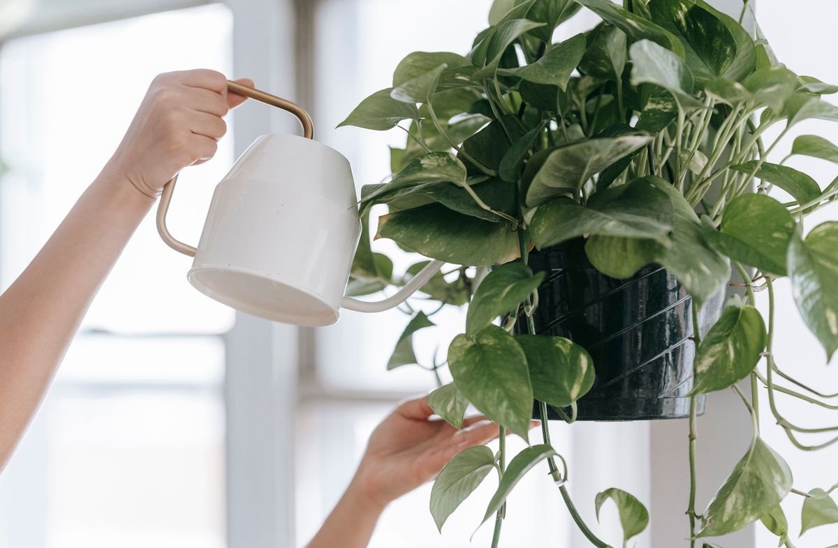 Are Pothos Plants Toxic to Cats and How to Keep Pets Safe