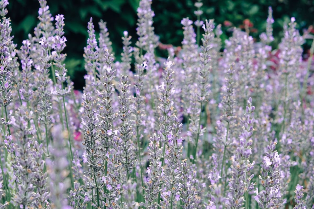What to Do with Old Garden Soil to Revive Your Plants
