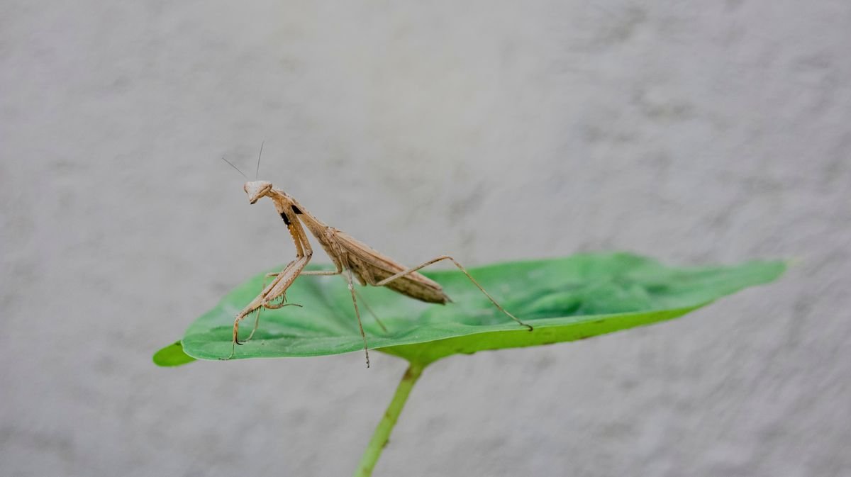 Attract Natural Predators to Your Garden for Easy Pest Control