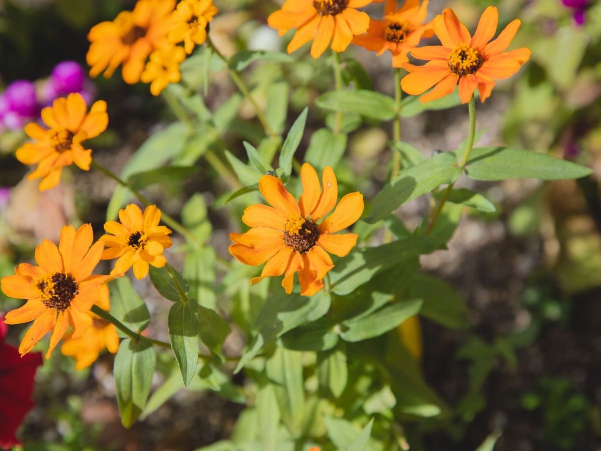 How Long Zinnias Bloom and How to Extend Their Season