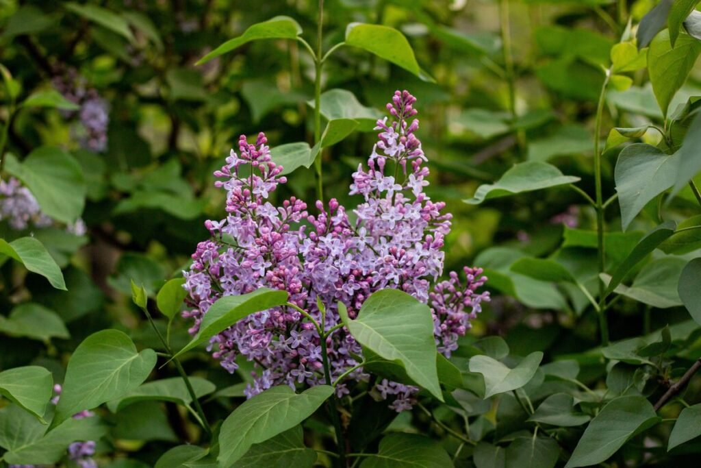 How Fast Do Lilac Bushes Grow and How to Speed Up Growth How Fast Do Lilac Bushes Grow and How to Speed Up Growth