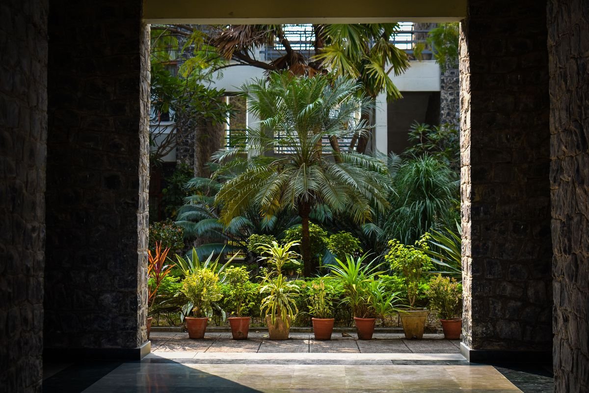 Are Majesty Palms Toxic to Cats and Dogs
