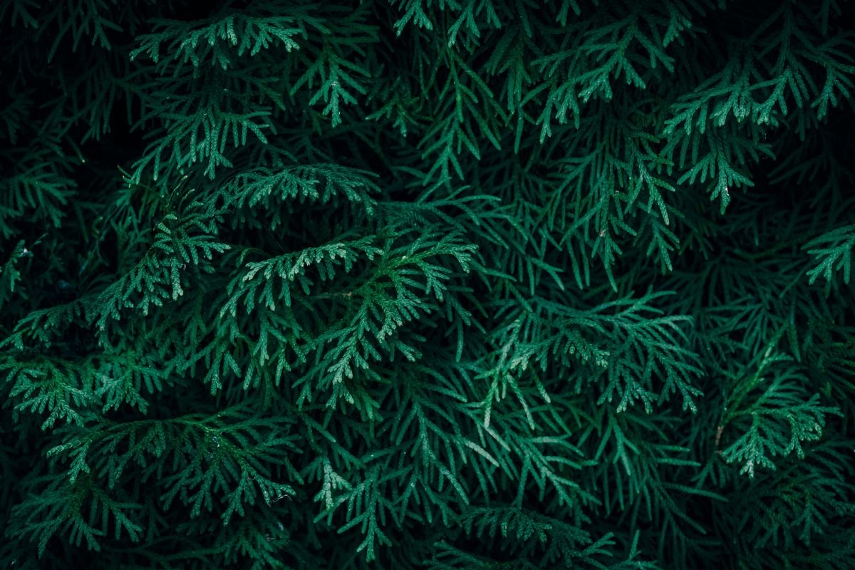 Are Arborvitae Truly Deer Resistant and How Can You Keep Them Safe