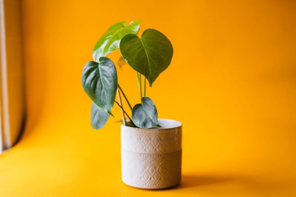 Monstera vs Mini Monstera Guide to Plant Differences and Care Monstera vs Mini Monstera Guide to Plant Differences and Care