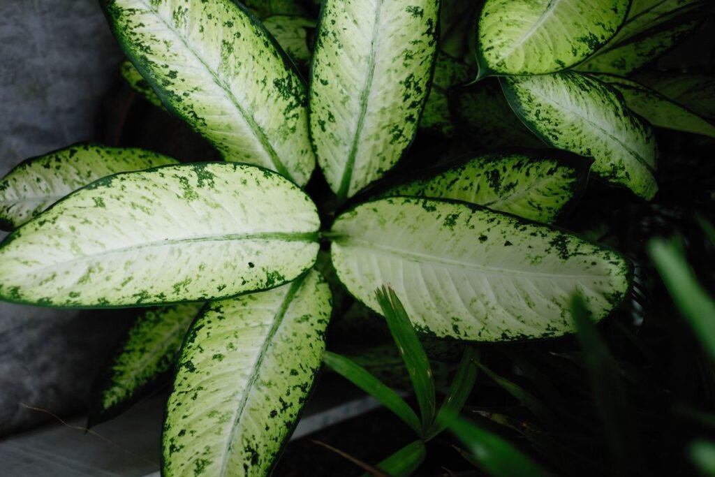 Why Dieffenbachia Leaves Turn White and How to Fix Them Why Dieffenbachia Leaves Turn White and How to Fix Them
