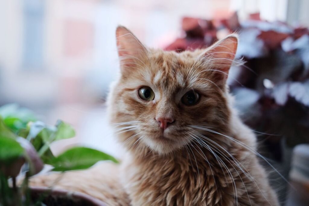Are Pothos Plants Toxic to Cats and How to Keep Pets Safe Are Pothos Plants Toxic to Cats and How to Keep Pets Safe