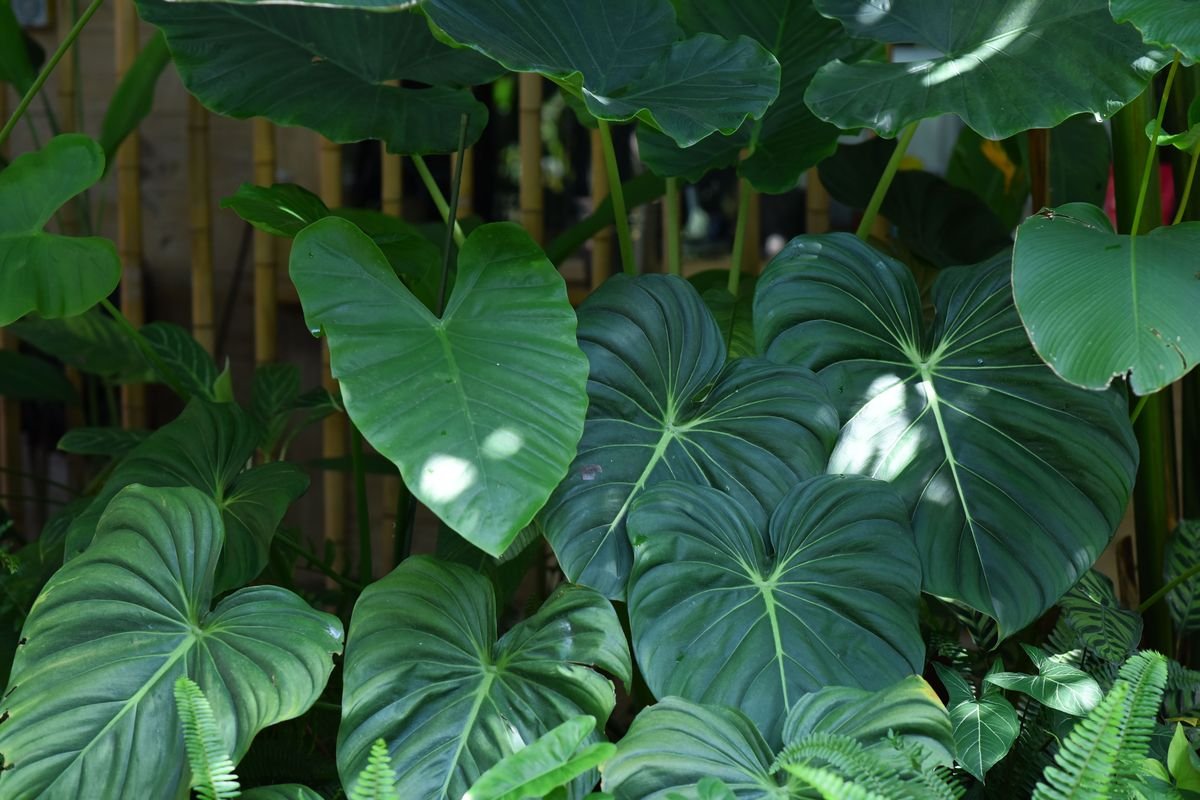 Philodendron vs Alocasia Differences and Care