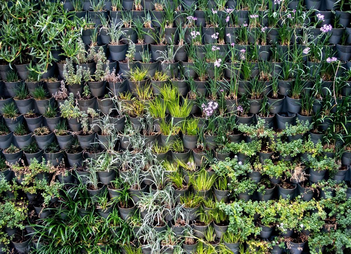 Growing Fresh Herbs and Greens in Vertical Gardens