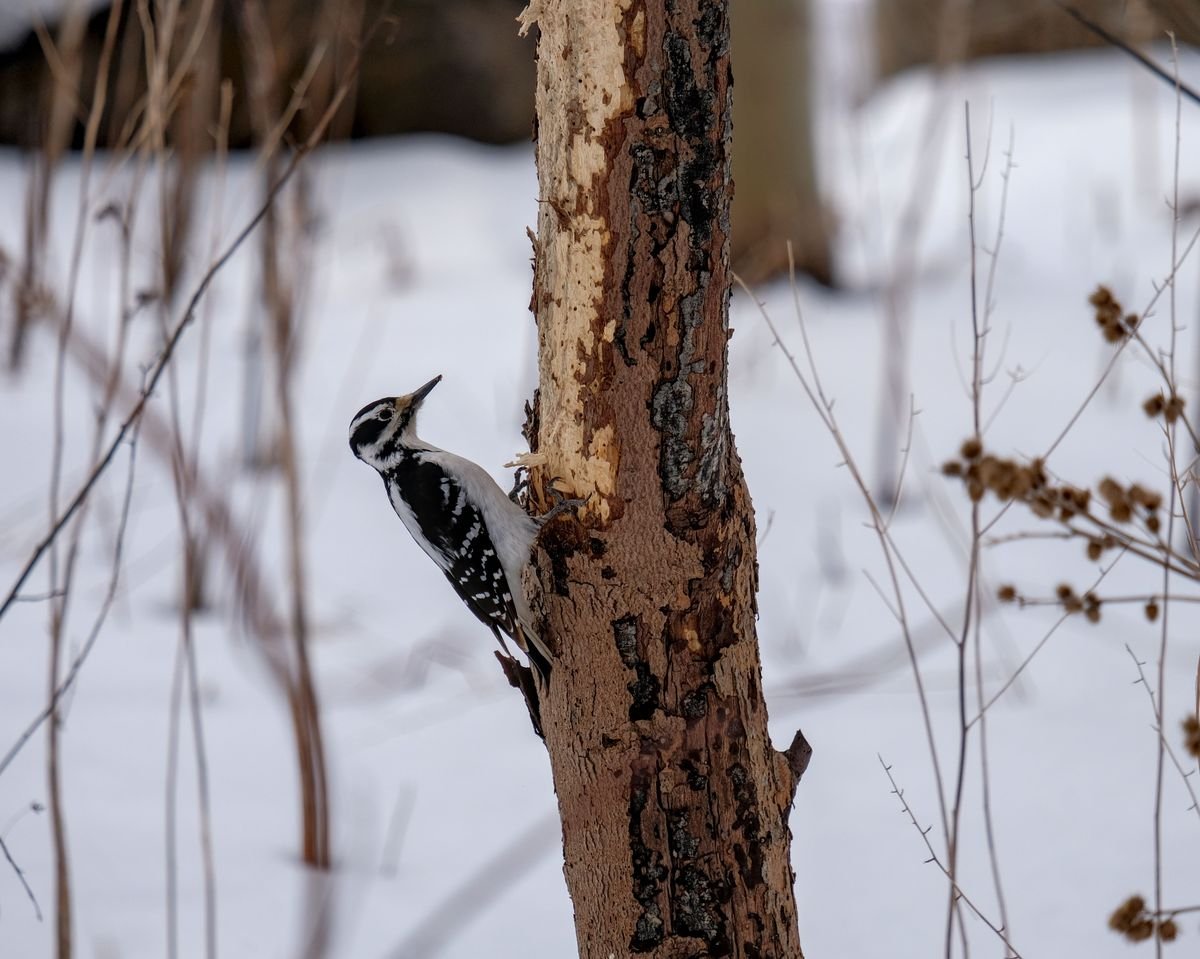 Do Woodpeckers Kill Trees and How to Protect Your Yard