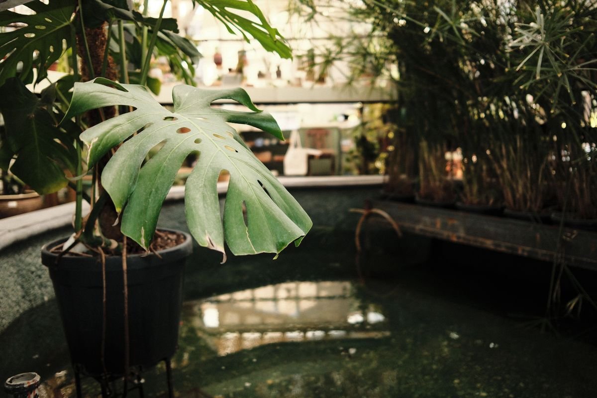 Complete Monstera Care Guide for Thriving Indoor Plants