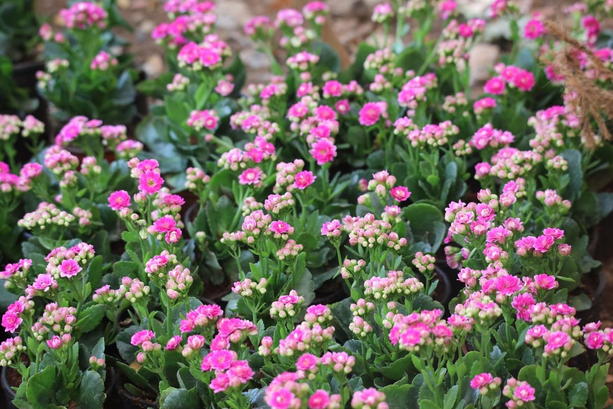 Can You Plant Kalanchoe Outside