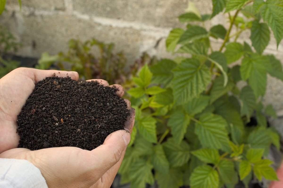 A Beginner Guide to Growing Your Own Healthy Food