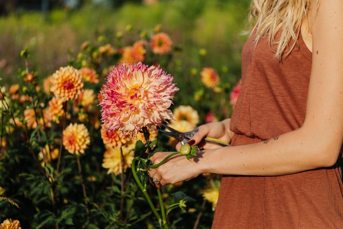 How Long Dahlias Bloom and Ways to Extend the Flowering Season