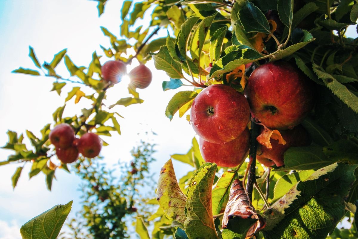 Crabapple vs Apple Tree Differences and Growing Guide