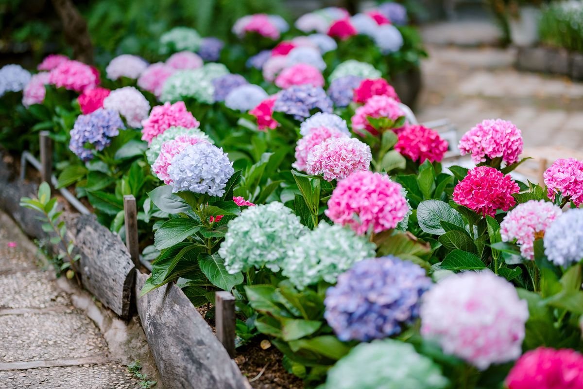 How to Make Your Hydrangeas Bloom with Vibrant Flowers