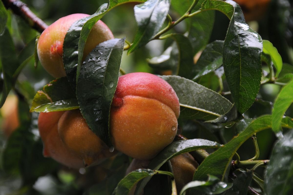 Why Peach Tree Leaves Turn Red and How to Fix Them