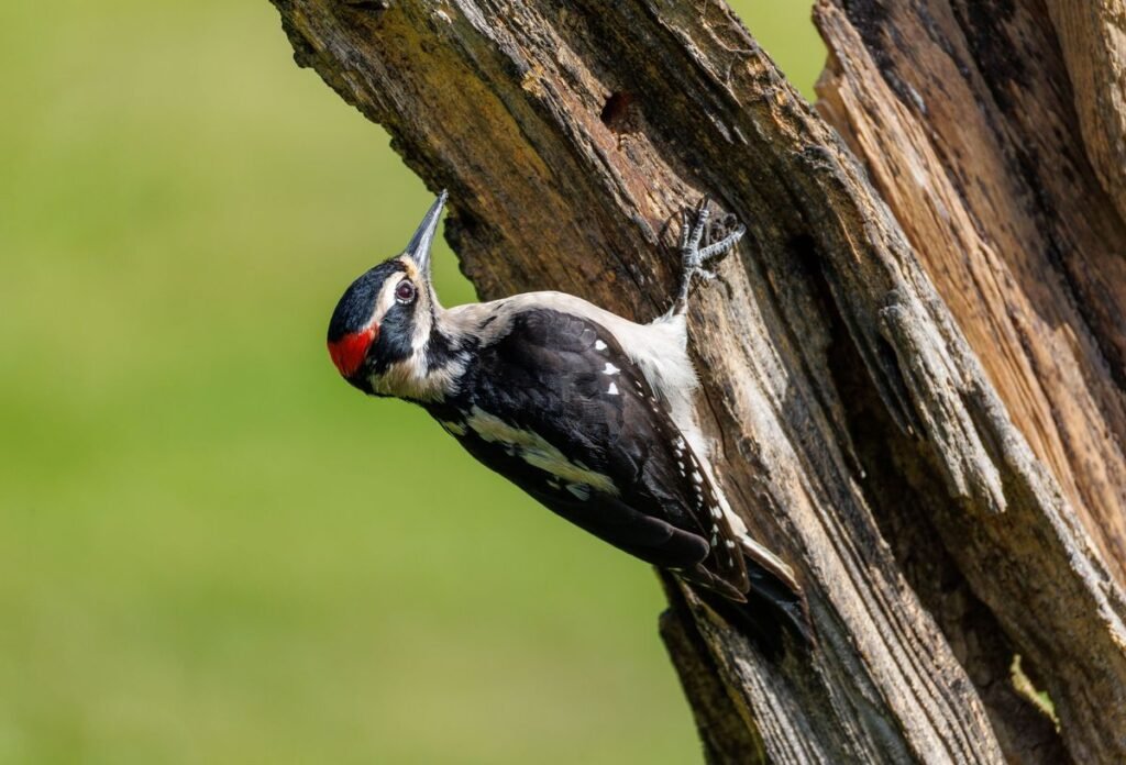 Do Woodpeckers Kill Trees and How to Protect Your Yard Do Woodpeckers Kill Trees and How to Protect Your Yard