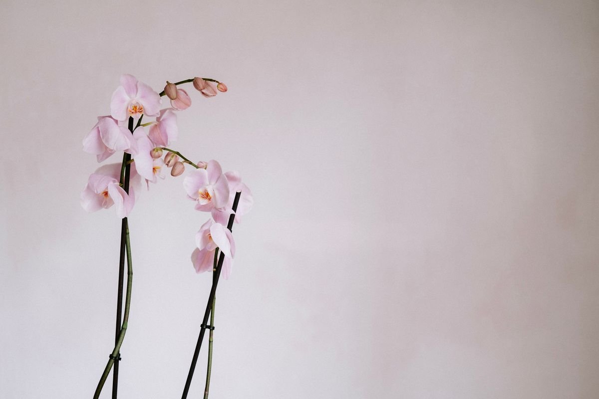 Do Orchids Grow Back and How to Make Them Rebloom