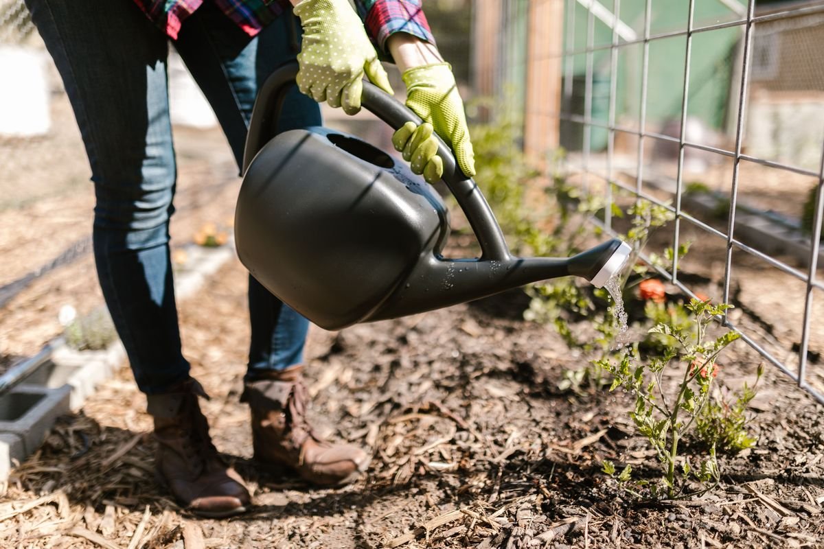 How to Protect Tomato Plants from Rabbits