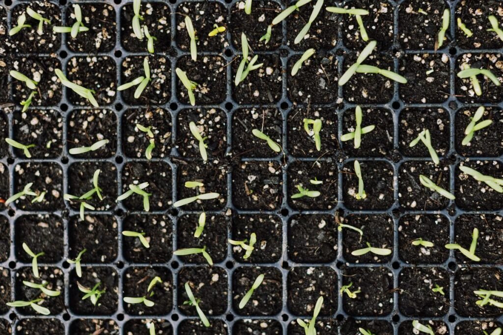 How to Harden Off Seedlings for Garden Success How to Harden Off Seedlings for Garden Success