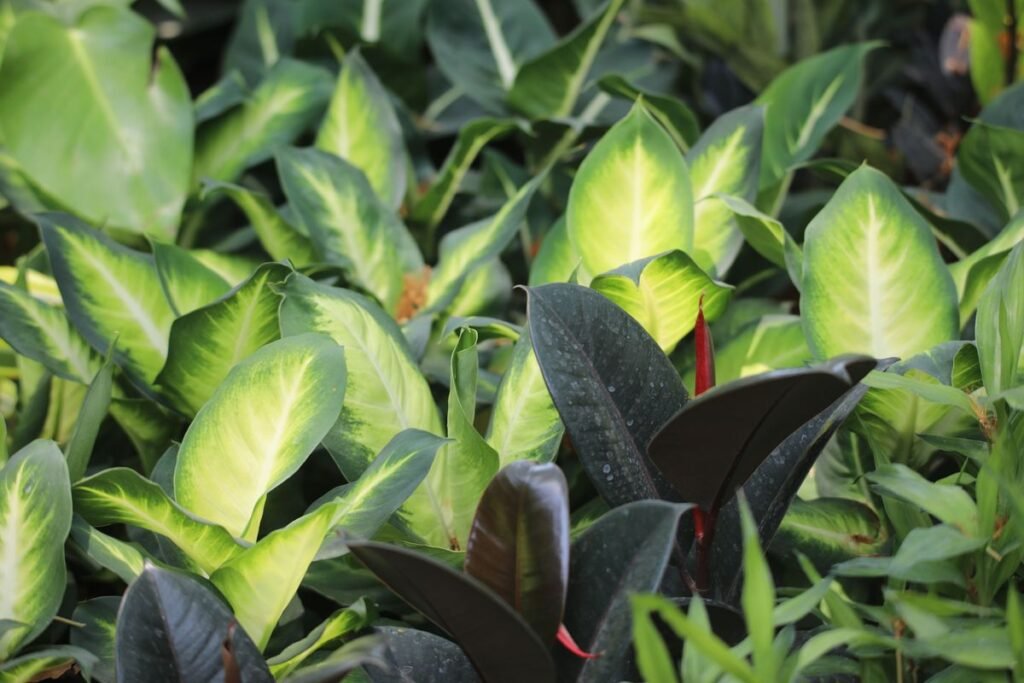 10 Monstera Lookalike Plants for a Lush Indoor Garden 10 Monstera Lookalike Plants for a Lush Indoor Garden