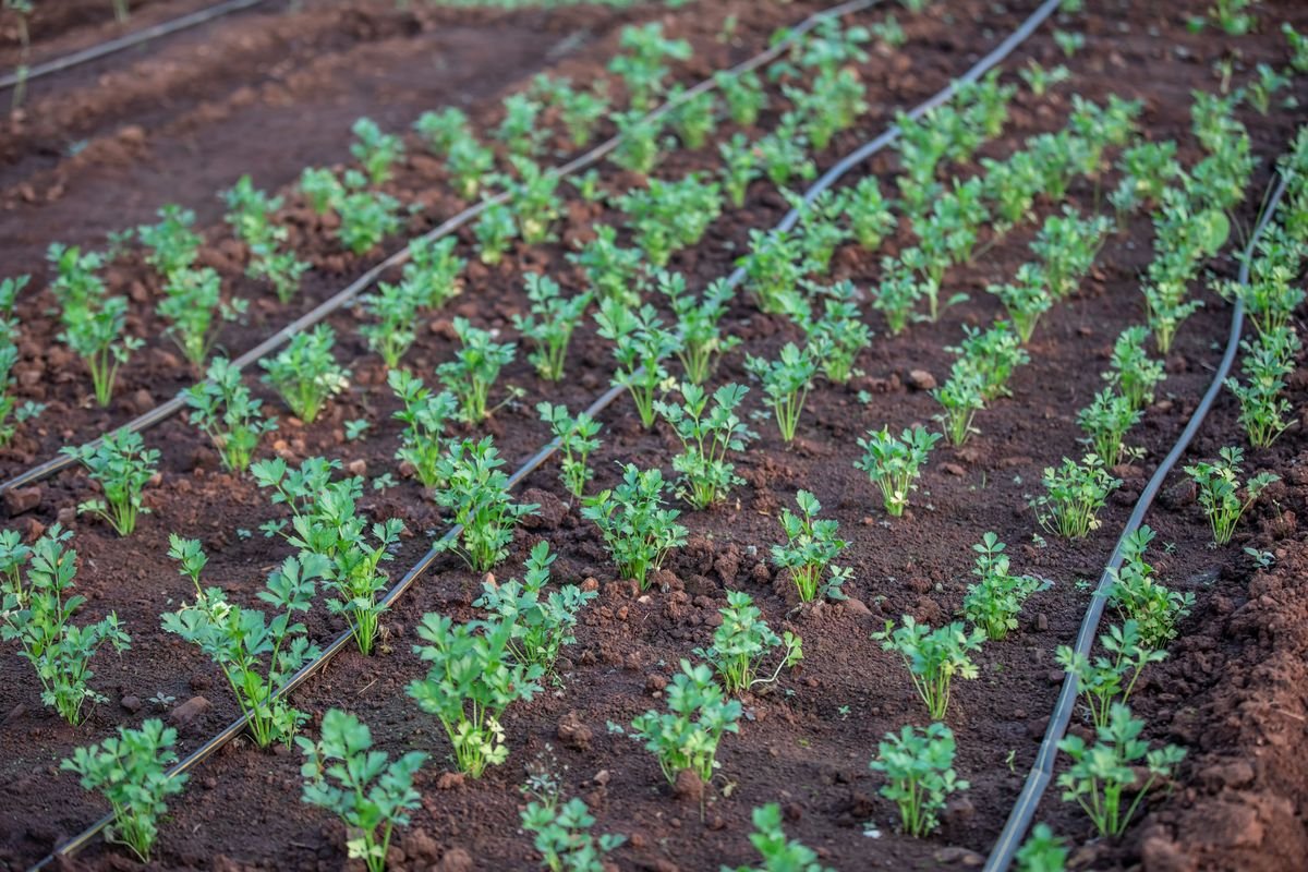 Smart Ways to Grow a Thriving Garden with Less Water