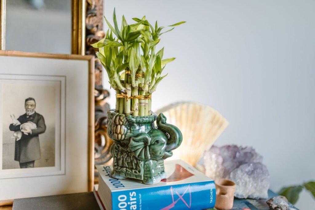 How Fast Does Lucky Bamboo Grow and How to Manage Its Size How Fast Does Lucky Bamboo Grow and How to Manage Its Size