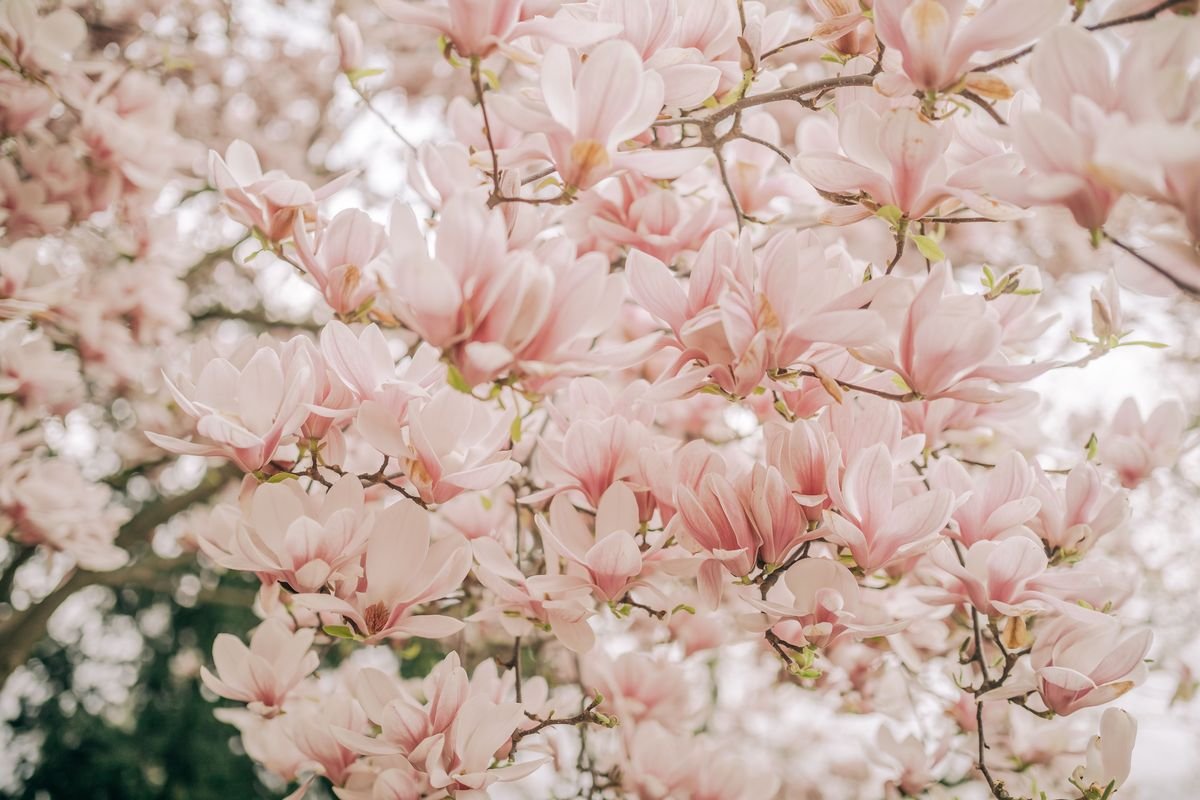 Gardenia vs Magnolia: Key Differences and Growing Tips