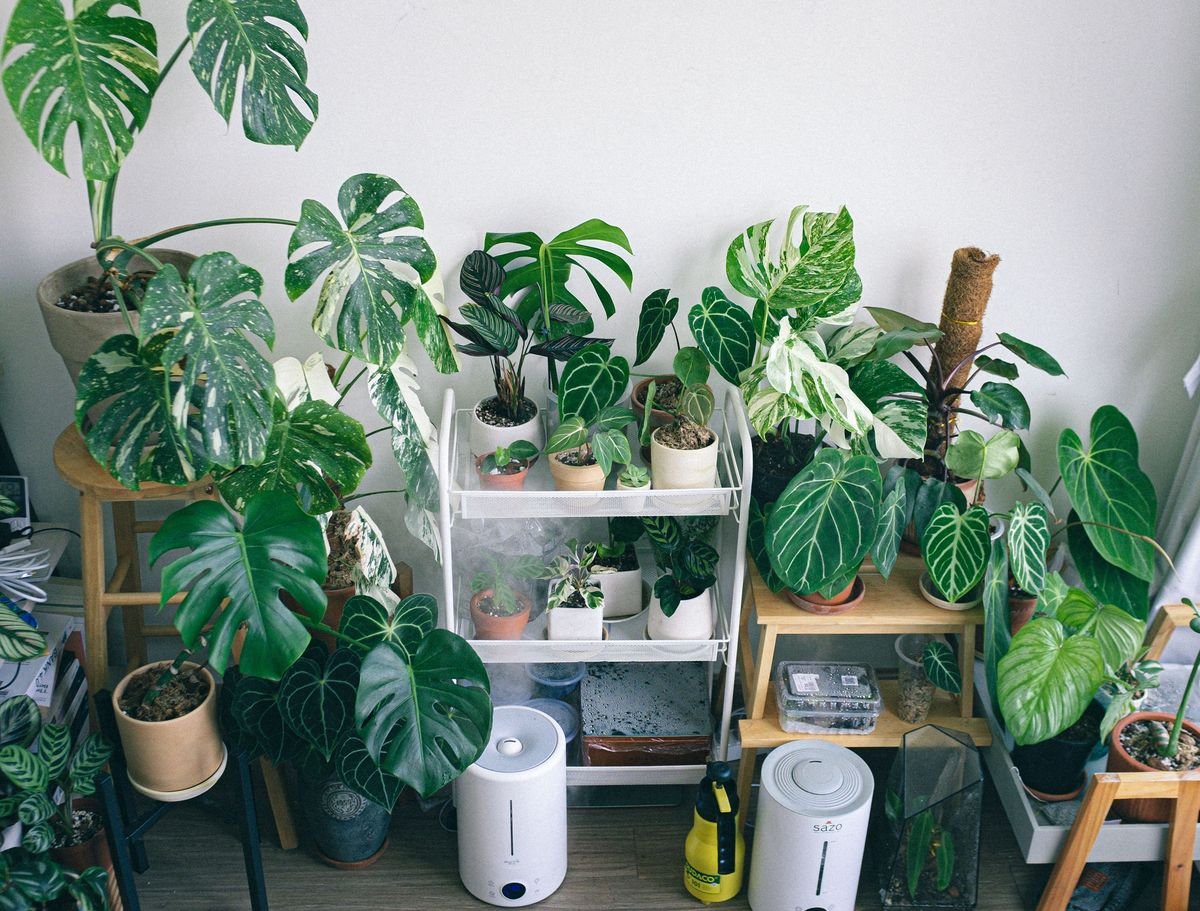 Why Is My Dieffenbachia Wilting and How to Fix It