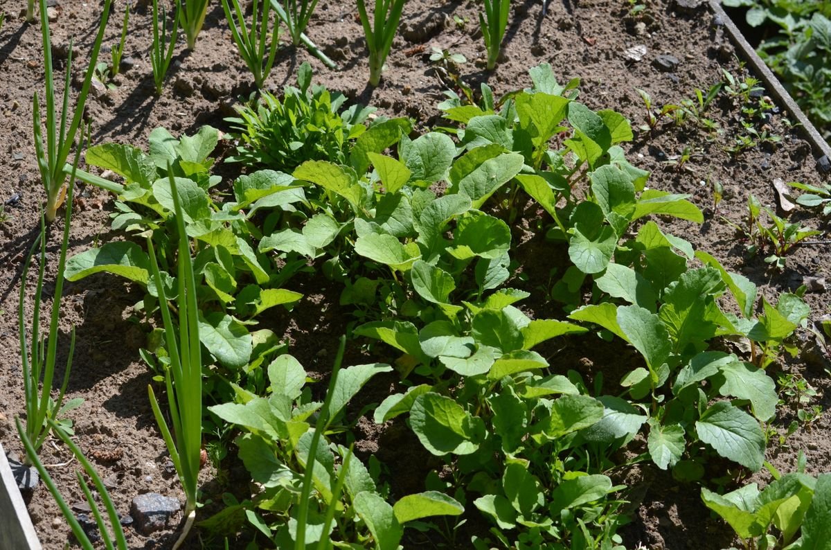 Complete Guide to Organic Soil Amendments for Healthier Plants
