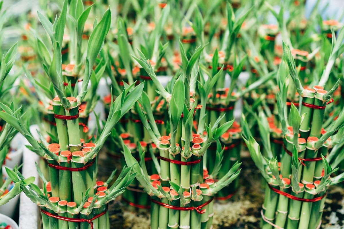 How Fast Does Lucky Bamboo Grow and How to Manage Its Size