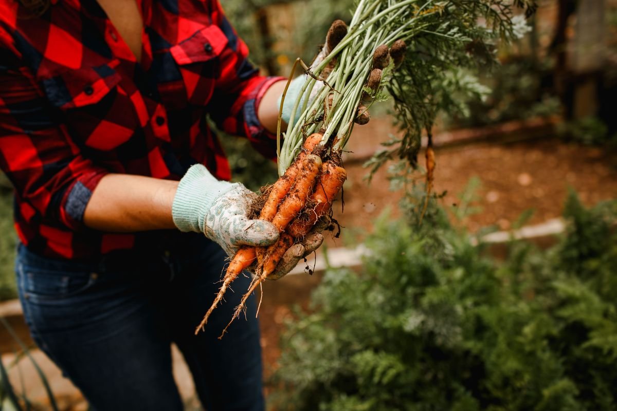Best Cold Hardy Crops for Your Winter Vegetable Garden