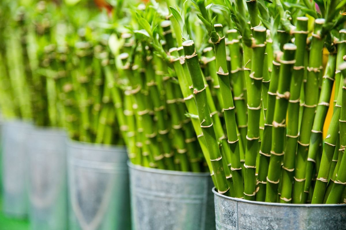 How Fast Does Lucky Bamboo Grow and How to Manage Its Size
