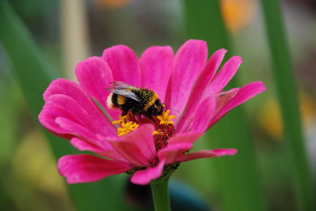 Major Benefits of Organic Farming for Your Garden and the Planet