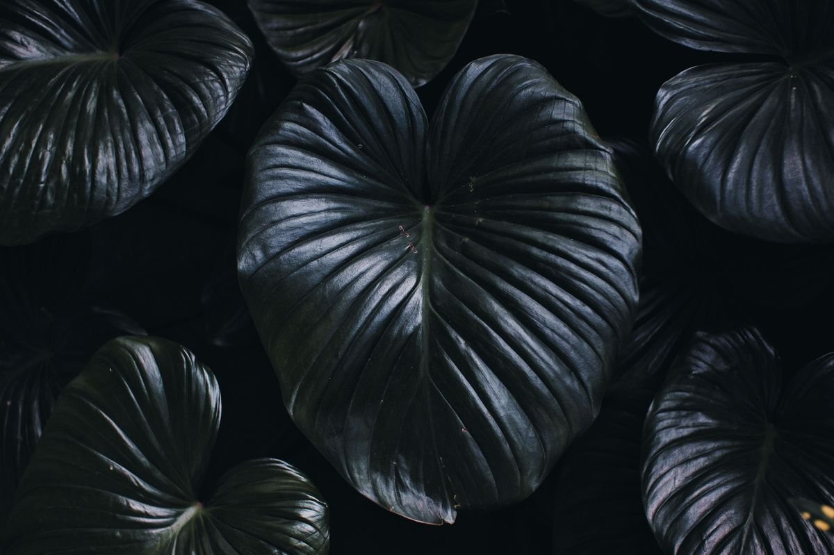 How to Grow Peace Lilies Outdoors Successfully