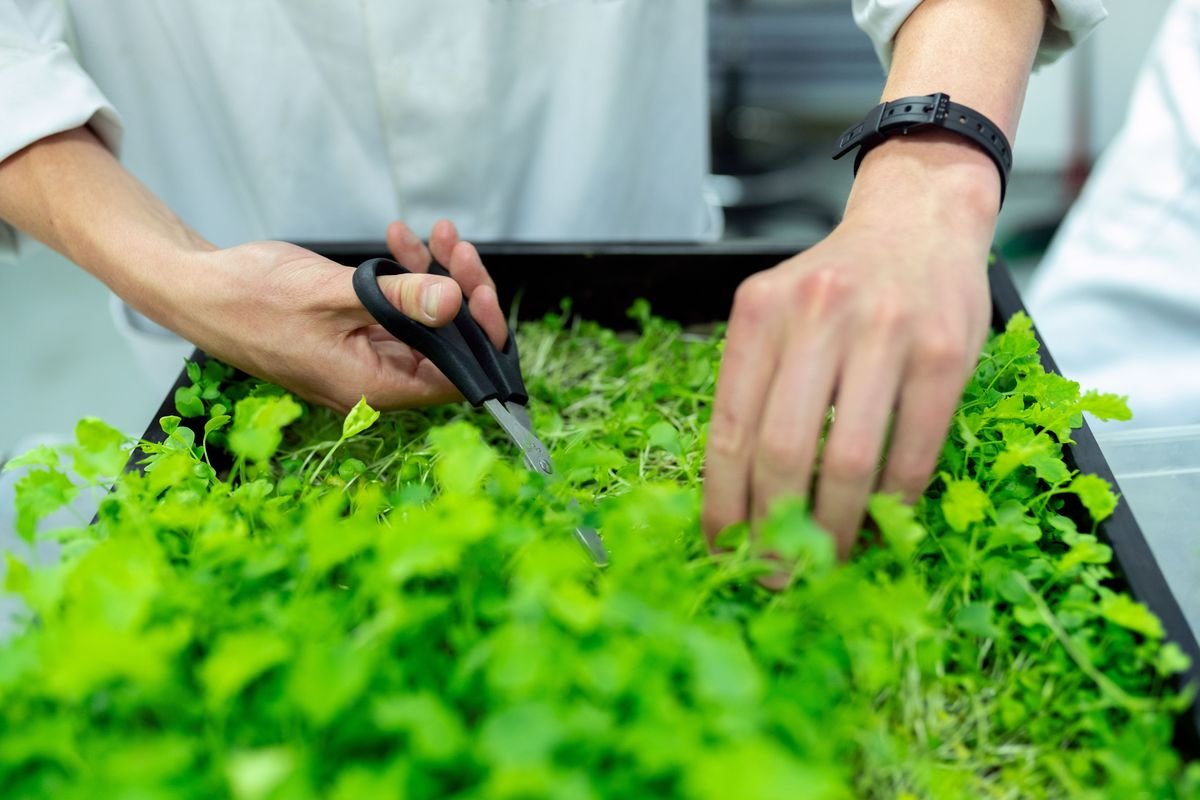 How to Grow a Thriving Vegetable Garden in Fifteen Minutes a Day