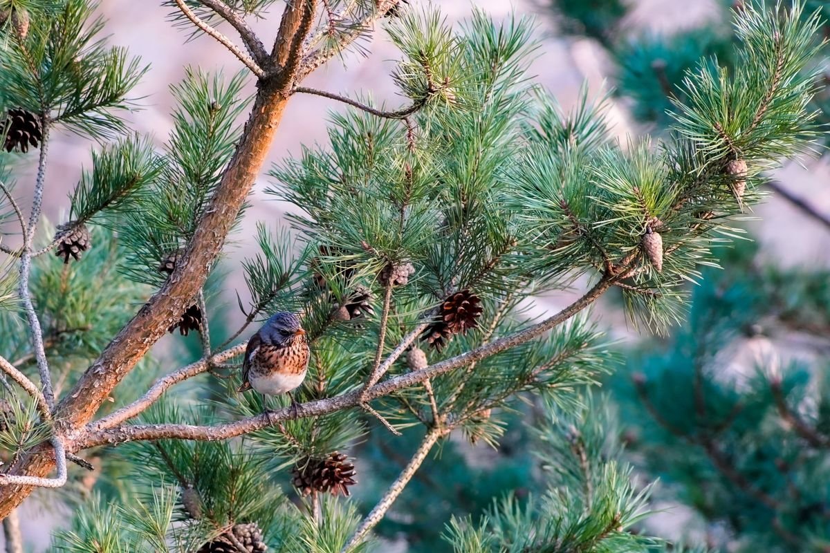 Remarkable Benefits of Planting Pine Trees on Your Property