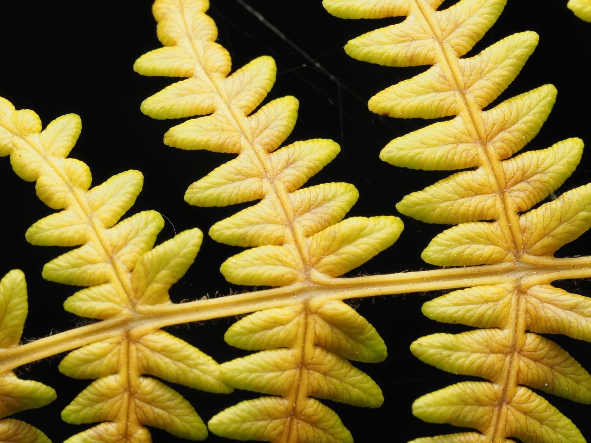 Why Lucky Bamboo Turns Yellow and How to Save It